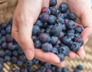 蓝莓是夏天的安慰剂，酸甜滋味如清风拂面