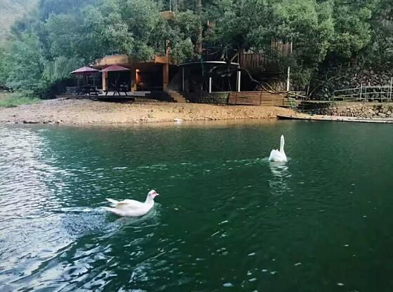 湖中的鹅